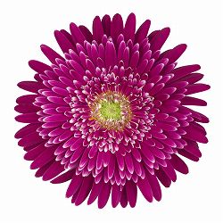 [26年4月上旬予約]ガーデンガーベラ（ガルビネア）：サンシェイパー　トロピカル　カレン（桃紫）4号ポット