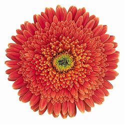 [26年4月上旬予約]ガーデンガーベラ（ガルビネア）：サンシェイパー　トロピカル　ディオンヌ（橙）4号ポット