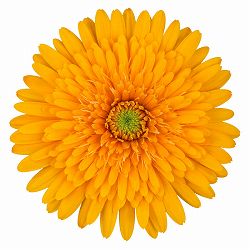 [26年4月上旬予約]ガーデンガーベラ（ガルビネア）：サンシェイパー　トロピカル　イネス（黄）4号ポット