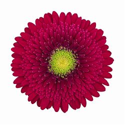 [26年4月上旬予約]ガーデンガーベラ（ガルビネア）：サンシェイパー　トロピカル　リンデ（赤）4号ポット