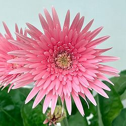 [26年4月上旬予約]ガーデンガーベラ（ガルビネア）：サンシェイパー　トロピカル　ブリット4号ポット