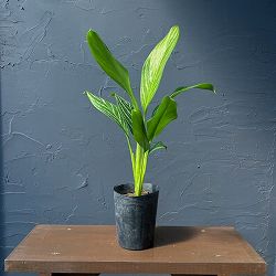 アグラオネマ：カーティシー　3.5号ポット