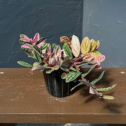 ペリオニア：冨永セレクト　3号ポット26-01