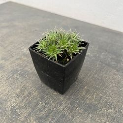 デウテロコニア：ブレビフォリア　クロランサ　3号ポット