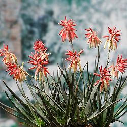 アロエ：サファリサンライズ5号ポット