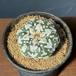 アストロフィツム：スーパーカブト　Vタイプ　3号26-02