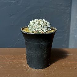 アストロフィツム：スーパーカブト　Vタイプ　3号26-03