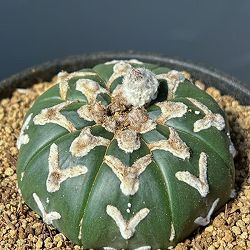 アストロフィツム：スーパーカブト　Vタイプ　3号26-04