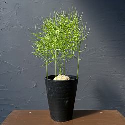 ソウカクデン　5号鉢植え