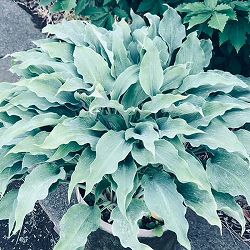 [26年4月下旬予約]ギボウシ：エルビスライブス4号ポット