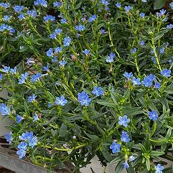 ミヤマホタルカズラ（リソドラ）：タイドプール　スカイブルー3.5号ポット 12株セット