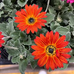 アークトティス：マジック　レッドオレンジ3.5号ポット