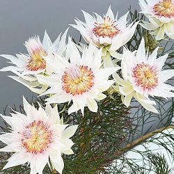 セルリア（ジョーイセルリア）：フロリダ スパーブ ブラッシュ7号鉢植え