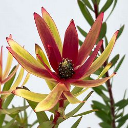 リューカデンドロン：サファリマジック7号ポット