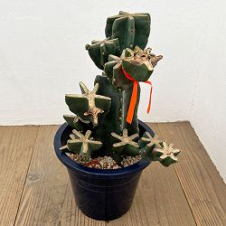 サボテン：ハシラサボテンブランチ仕立て　8号鉢植え26-01