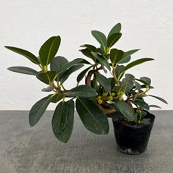 フランスゴム（フィカス・ルビキノーサ）曲がり仕立て　3.5号ポット