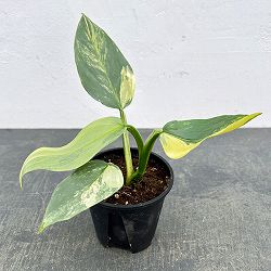 フィロデンドロン：シルバーソード　3.5号ポット26-01