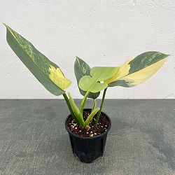 フィロデンドロン：シルバーソード　3.5号ポット26-02