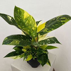 フィロデンドロン：グリーンコンゴ　バリエガータ　5号ポット