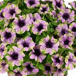 [26年4月上旬予約]ペチュニア：アマゾナス バイオレットパラキート3.5号ポット