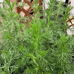 アルテミシア：グリーンプレーリー3.5号ポット