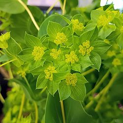 ブプレウルム3.5号ポット