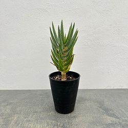 アロエ：ディコトマ5号ポット*