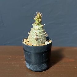 パキポディウム：ウィンゾリー（実生） 2号鉢植え26-07