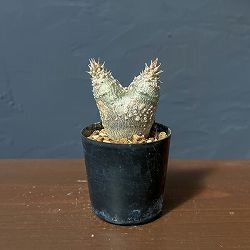 パキポディウム：ウィンゾリー（実生・ダブルヘッド） 2号鉢植え26-08