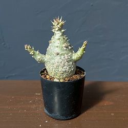 パキポディウム：ウィンゾリー（実生） 2号鉢植え26-09