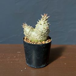 パキポディウム：ウィンゾリー（実生） 2号鉢植え26-10