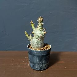 パキポディウム：ウィンゾリー（実生） 2号鉢植え26-11