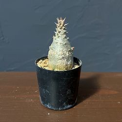 パキポディウム：ウィンゾリー（実生） 2号鉢植え26-12