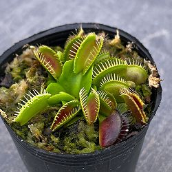 ハエトリソウ：G14　2号ポット