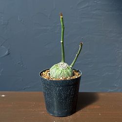 プセウドボンバックス：エリプチクム　セレクト株　3号鉢植え26-01