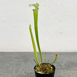 サラセニア：レウコフィラ2号ポット