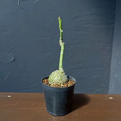 プセウドボンバックス：エリプチクム　セレクト株　3号鉢植え26-03