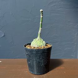 プセウドボンバックス：エリプチクム　セレクト株　3号鉢植え26-05