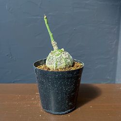 プセウドボンバックス：エリプチクム　セレクト株　3号鉢植え26-06