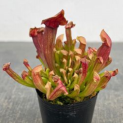 サラセニア：マルーン2号ポット