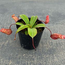 ネペンテス：ビンキー（ベントリコーサ×ミラ）2号ポット