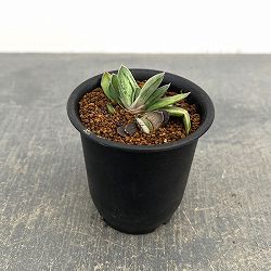 ガステリア：白馬の輝　2.5号ポット