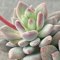 パキフィツム：キューティーフィンガー　2.5号ロングポット