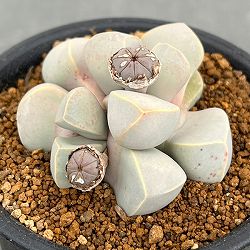 メセン：ラピダリア マーガレッティ　魔玉　3号鉢植え