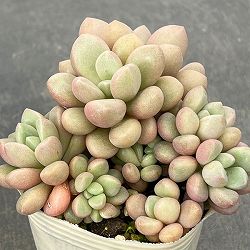 グラプトベリア：アバンギャルド2.5号ロングポット