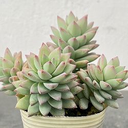 セデベリア：スノーキャンディ2.5号ロングポット