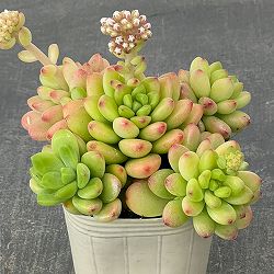 セデベリア：シャングリラ2.5号ロングポット