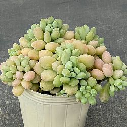 エケベリア：ロココ2.5号ロングポット