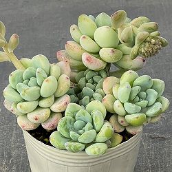 セダム：オーロラブルー 2.5号ロングポット