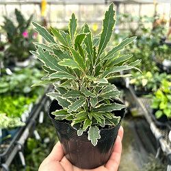 斑入りアラレア：カスターバリエガータ3.5号ポット